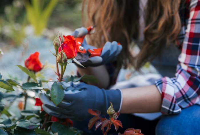 Jak pielęgnować róże w ogrodzie: porady na każdą porę roku
